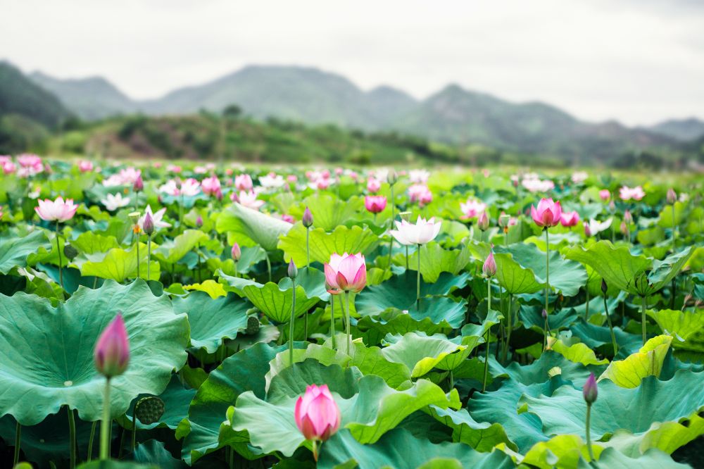 Tinh dầu Sen: Biểu tượng của sự thanh khiết trong tâm thức người Việt. 3 Hoa Sen: Nét Đẹp Thuần Khiết, Thanh Tao Vươn Lên Từ Đầm Lầy - Hoa Việt Nam